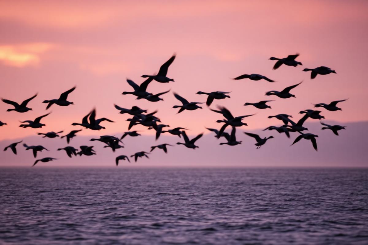 The Pacific Flyway: Izembek's Migration